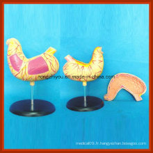 Anatomie médicale Modèle de l&#39;estomac de la santé humaine